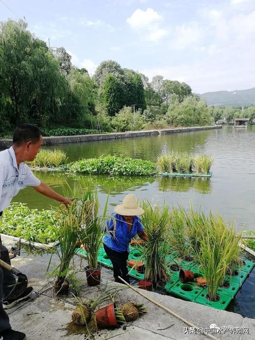 陕南地区水产养殖池塘水面种植水稻技术初探