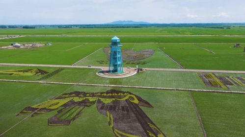 这样的巨幅稻田画你见过吗