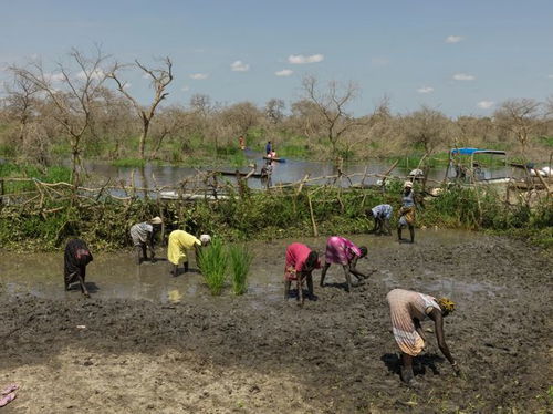 图记 南苏丹之困② 难民危机 极端天气的频繁出现加剧饥荒