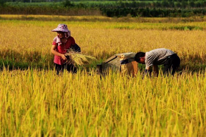 水稻知识大全(一) | 水稻种植想高产,水稻的生育栽培基础您了解多少?