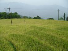 68亩,主要种植水稻等作物;拥有林地 357亩.