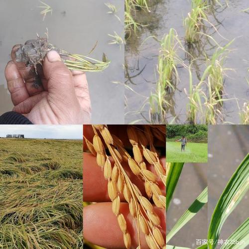 水稻种植田内不断水,不利因素多,影响大