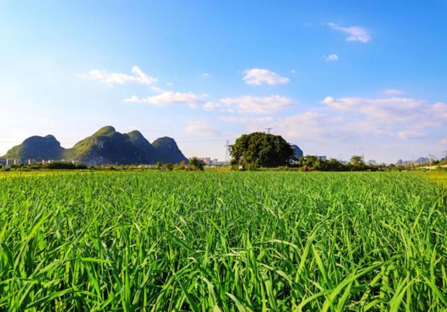 水稻种植条件种植水稻的五个步骤