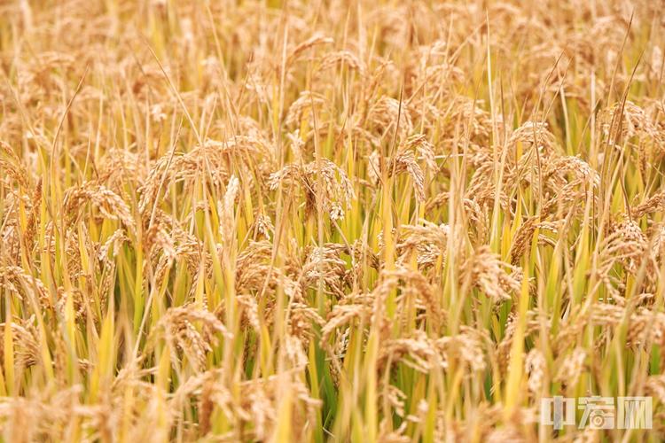 10月13日,在海淀区上庄镇西马坊御稻种植基地,一片片水稻长势喜人