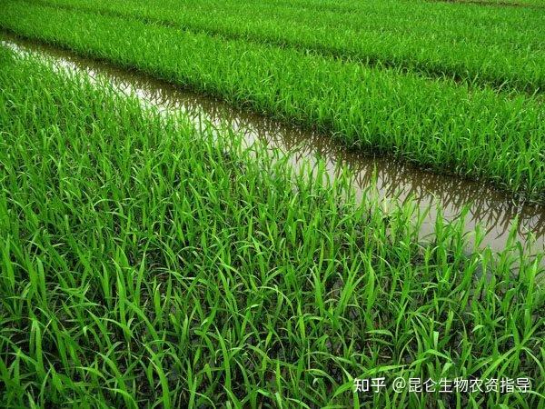 长期种植水稻的地块怎么预防根线虫病水稻防病冲施肥哪种好