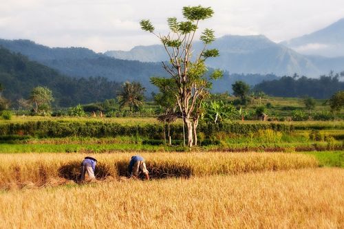 稻田,巴厘岛,水稻种植