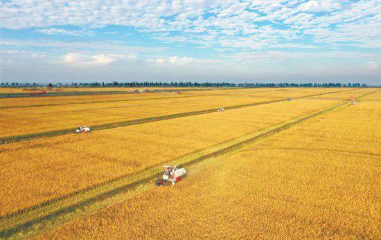 丰收的稻谷|水稻|种植|种植区_网易订阅