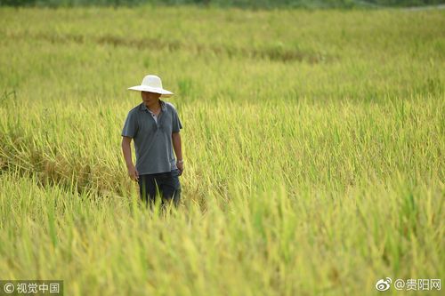 贵州遵义:大学生回乡创业种植有机水稻 带动村民创收