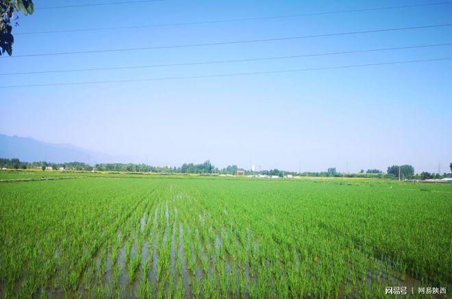 精心培育"稻花香" 带动村民奔小康|水稻|西庄村|种植|油葵_网易订阅