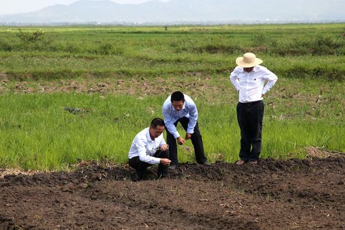 种植中国杂交水稻改变布隆迪农民生活