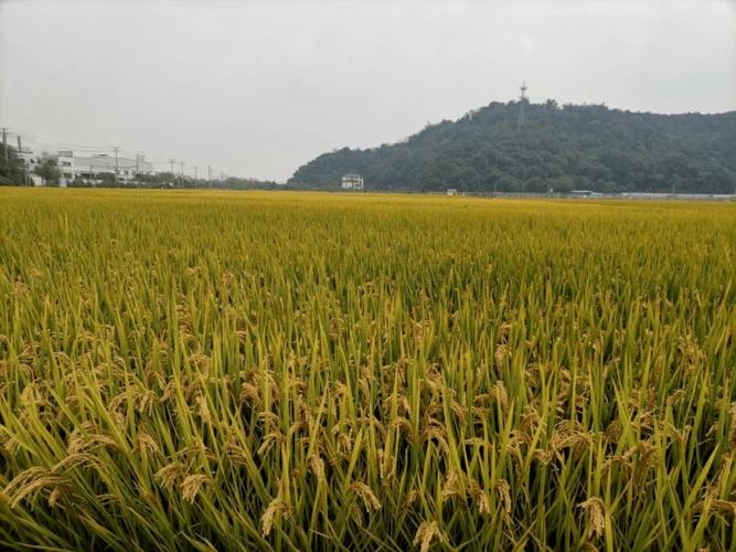 全区水稻新品种示范观摩会在渔山水稻种植科技示范基地召开