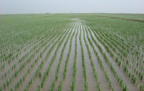 水稻返青柯杈肥的作用 - 农业种植网