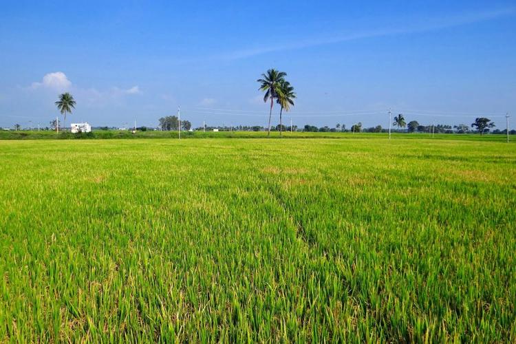 水稻种植,gangavati,卡纳塔克
