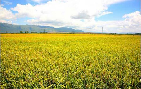 水稻种植技术之早水稻烂秧防治