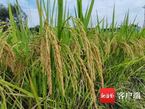 先正达集团中国水稻优粮基地首个授牌落户东方