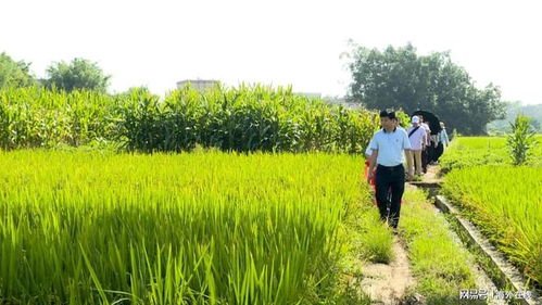 罗定 加强水稻栽培技术培训 促进稻米产业高质量发展