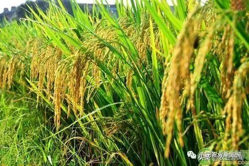 稻谷价格持续低迷农户该如何选择 今年全国水稻的种植面积会减少吗